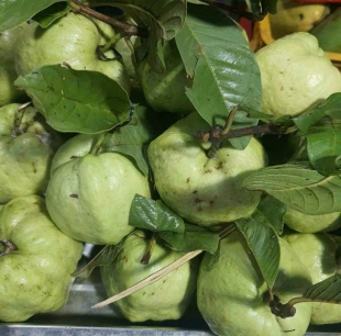 ổi nữ hoàng