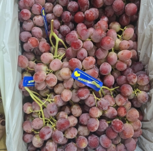 Nho đỏ Úc