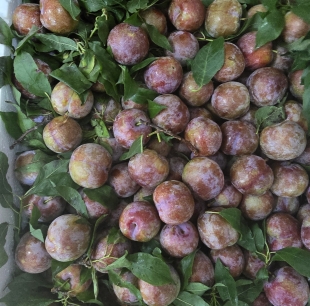 Mận Hà Nội 