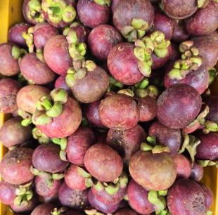 Măng cụt Cái Mơn 
