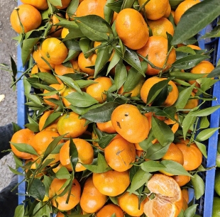 cam canh hà nội