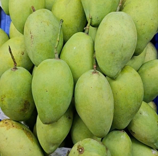 xoài cát chu