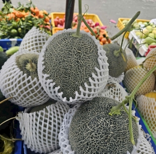  dưa lưới mật