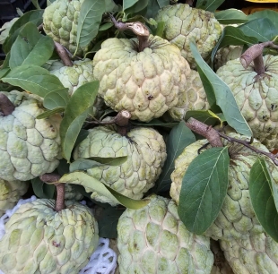 mãng cầu na 