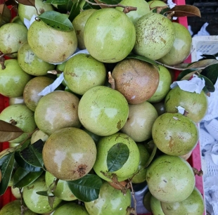 vú sữa lò rèn 