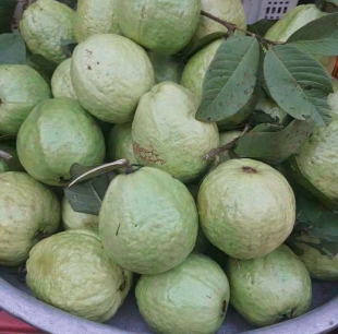 ổi đài loan 