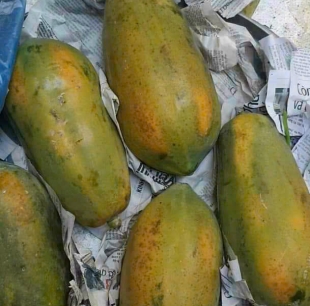 đu đủ long an 