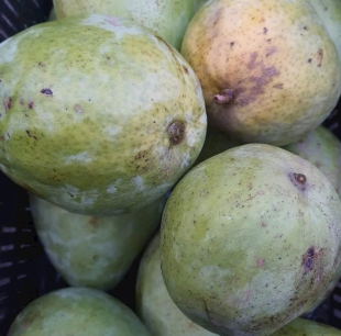 xoài tứ quý 
