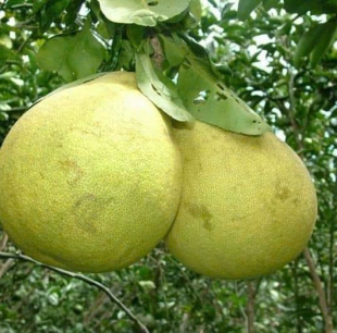 bưởi 5 roi