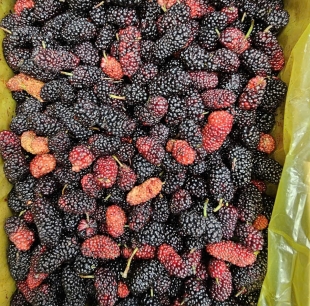 dâu tằm